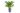 cycas-revoluta-clt-7-copia-AVX2206158