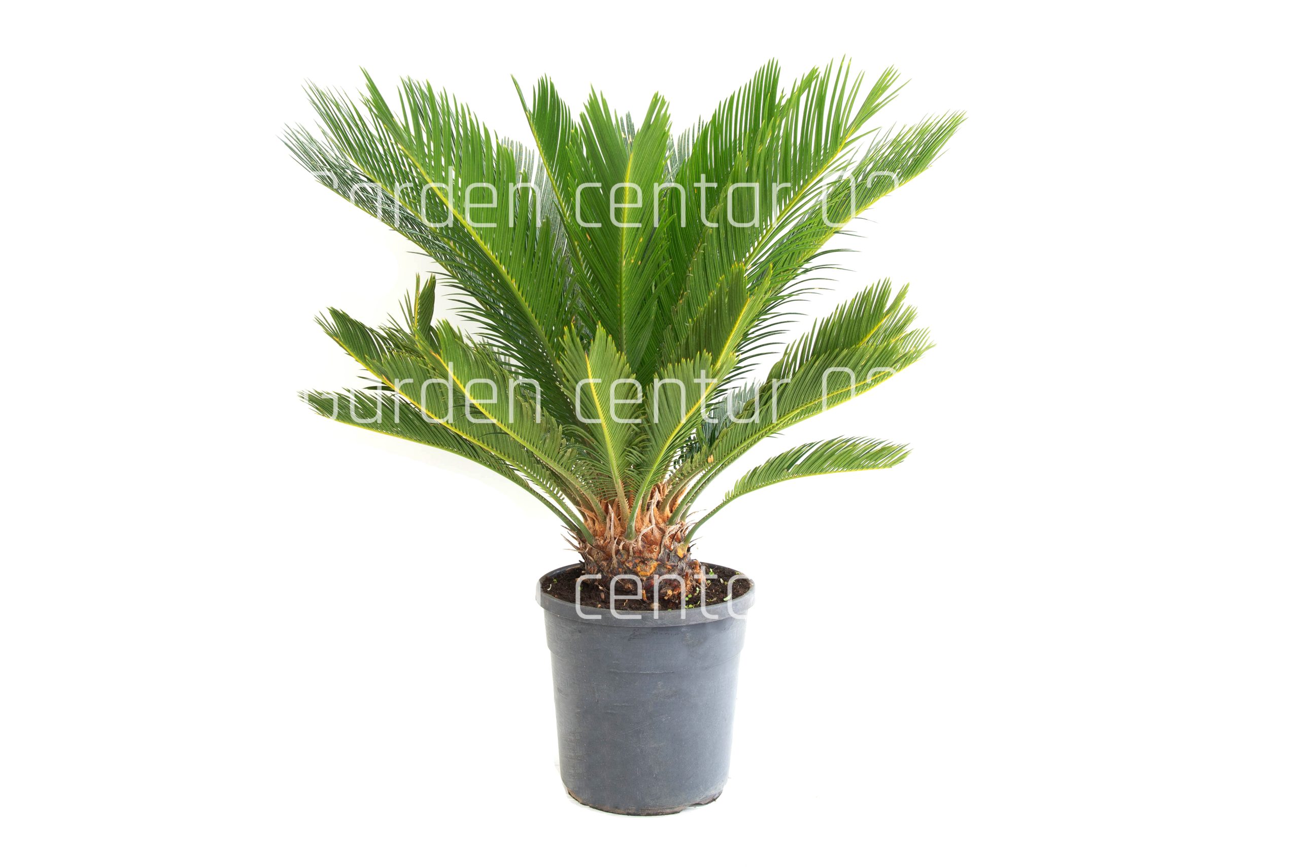 cycas-revoluta-clt-7-copia-AVX2206158
