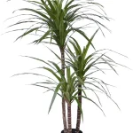Dracena