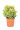 euonimous-japon-elegantiss-aurea-clt-10-palla-copia-AVX2206203