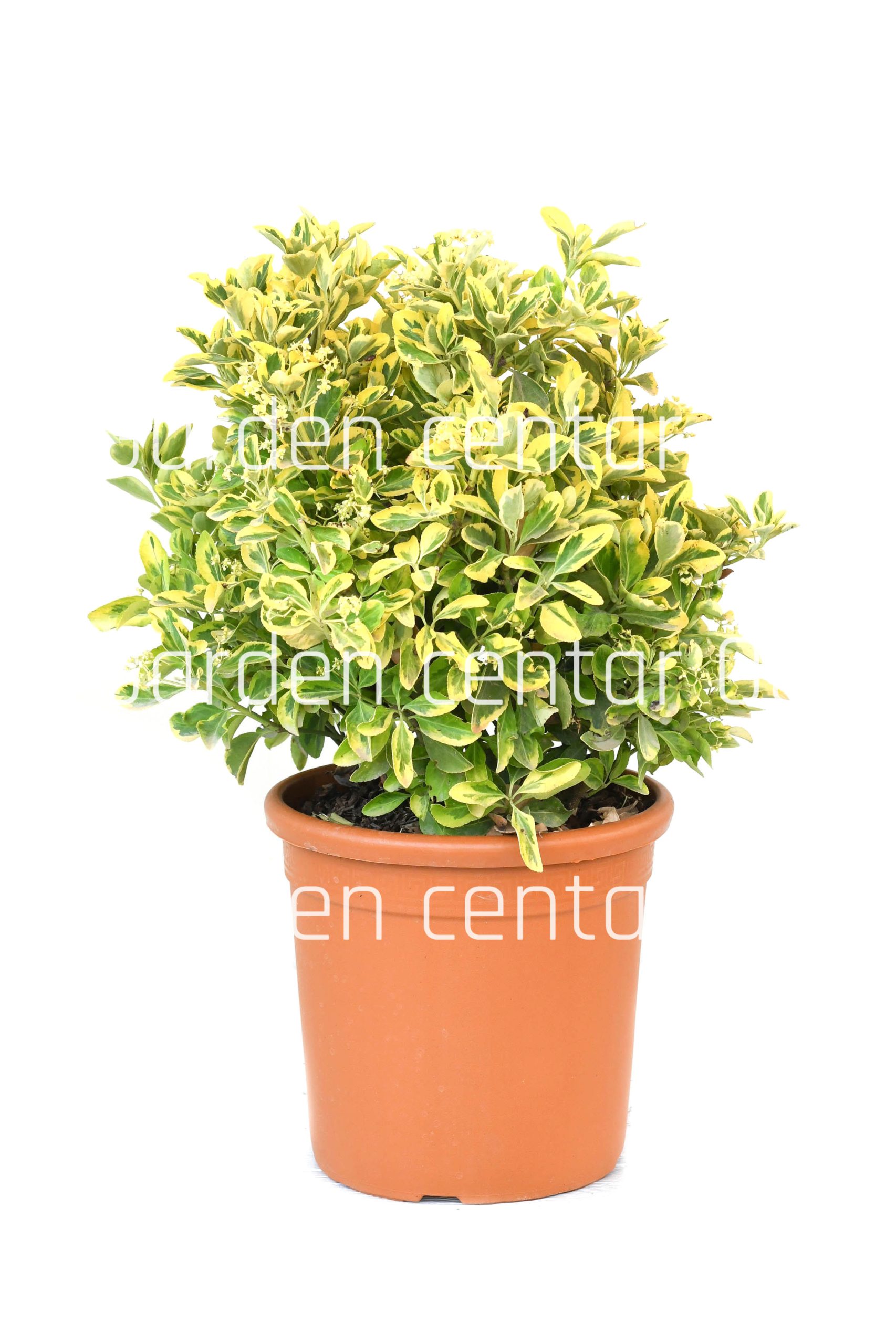 euonimous-japon-elegantiss-aurea-clt-10-palla-copia-AVX2206203
