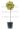 euonimous-japonicum-bravo-copia-AVX2206204