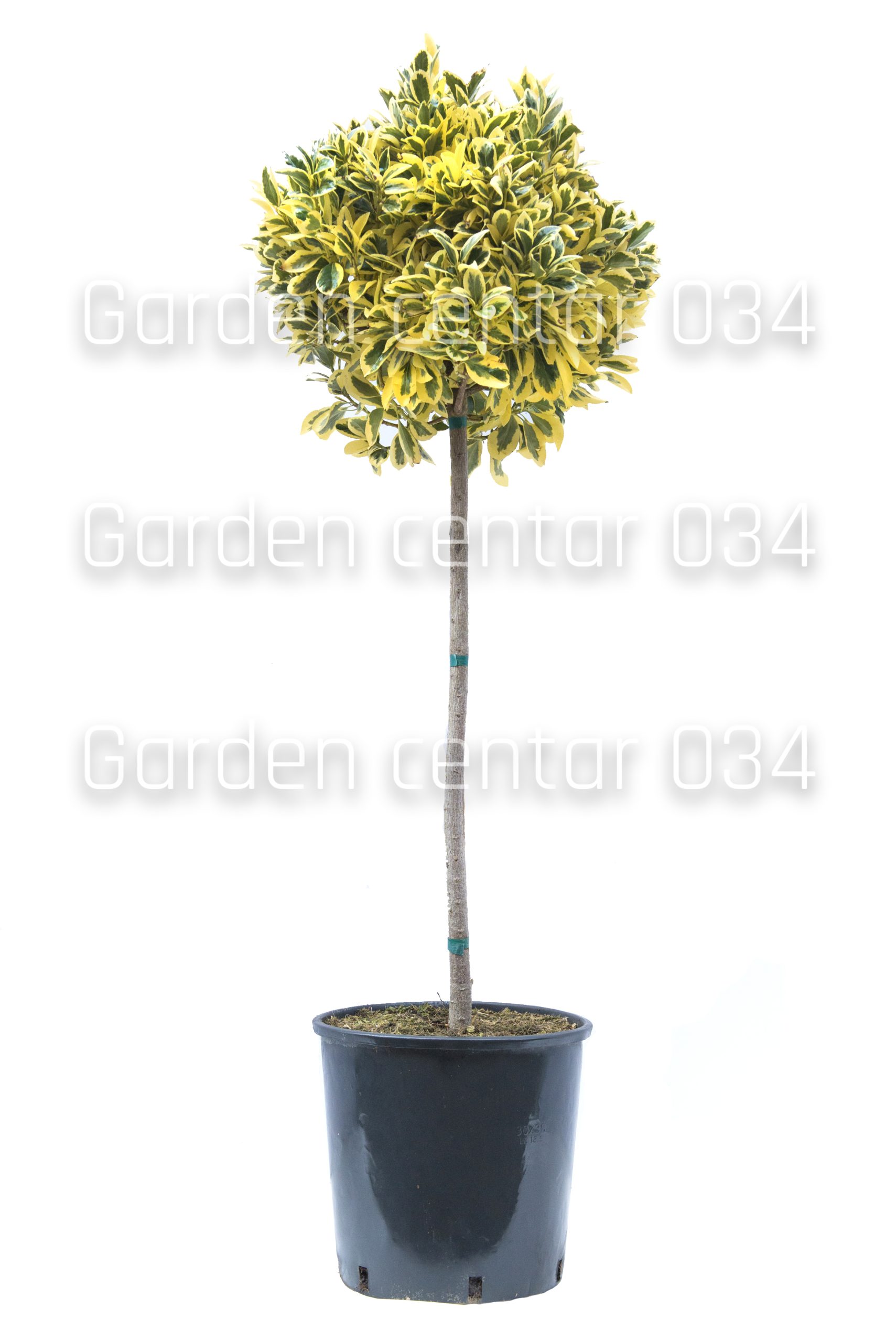 euonimous-japonicum-bravo-copia-AVX2206204