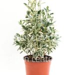 Euonymus japonicus bravo