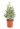 euonymus-japonicus-bravo-clt-5-copia-AVX2206220