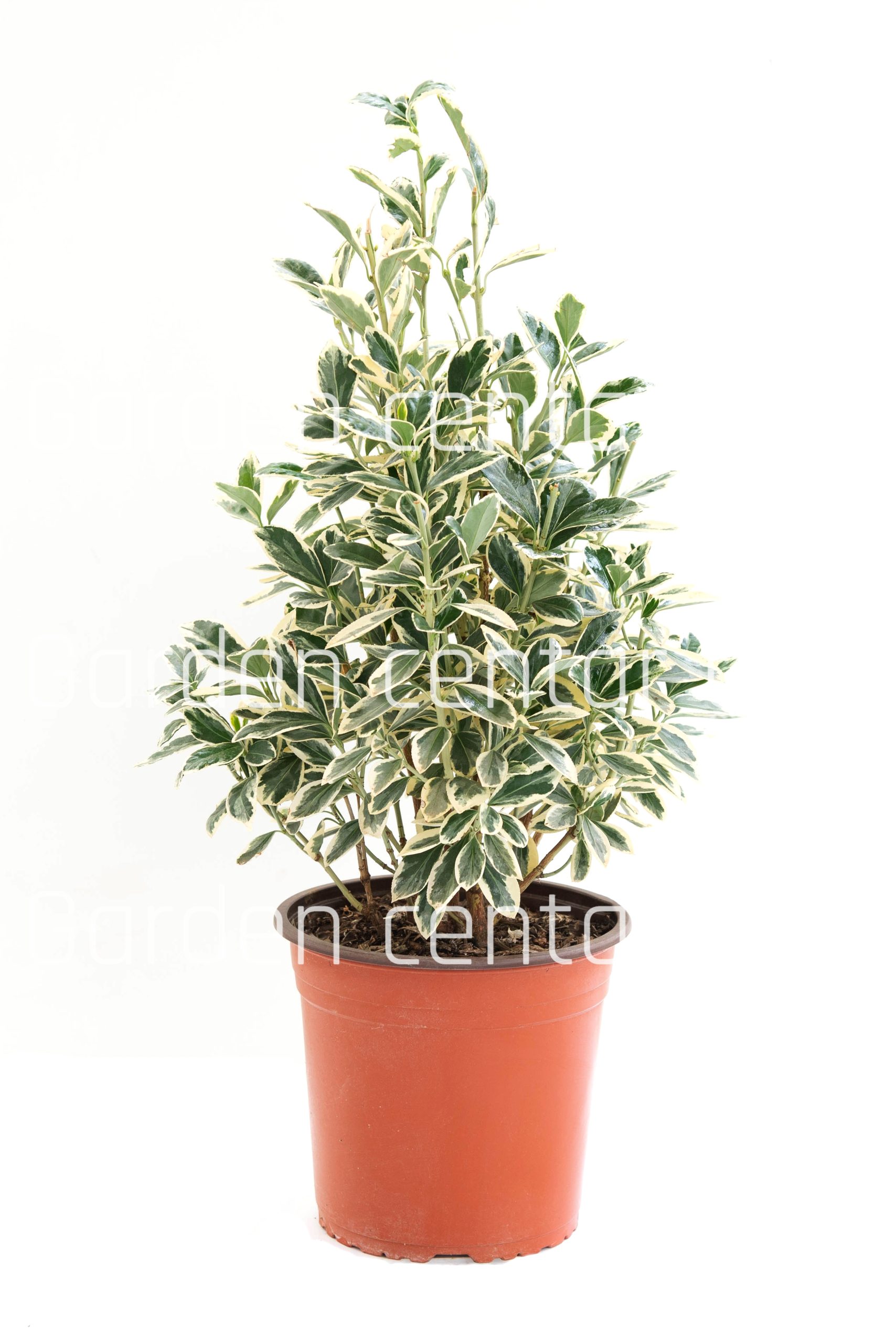 euonymus-japonicus-bravo-clt-5-copia-AVX2206220