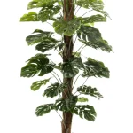 Monstera