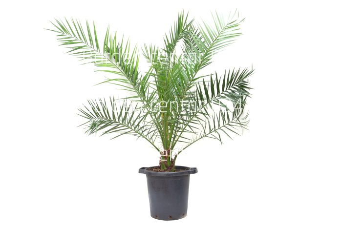 Phoenix canariensis