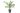 phoenix-canariensis-clt-35-copia-AVX2206392