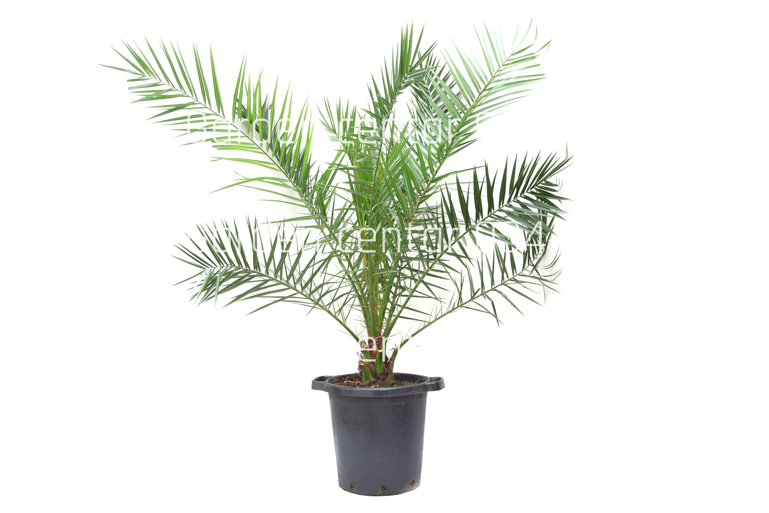 phoenix-canariensis-clt-35-copia-AVX2206392