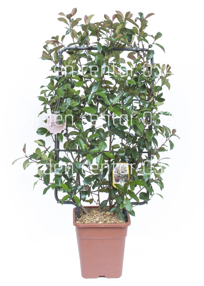 Photinia fraseri red robin