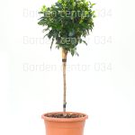 Viburnum tinus eve price