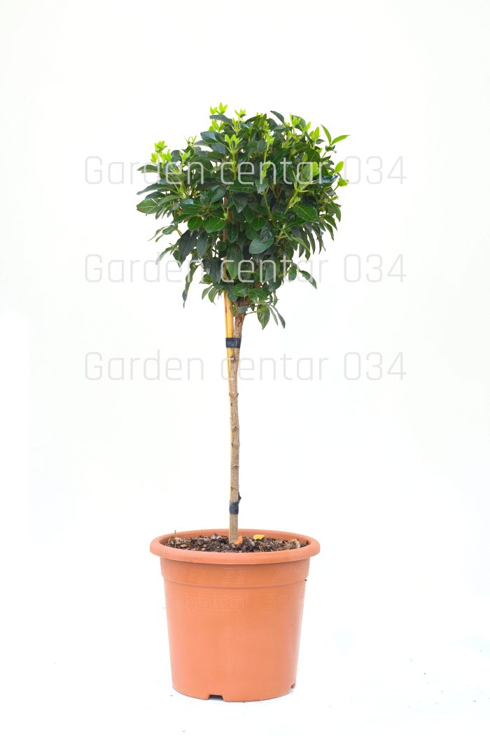 Viburnum tinus eve price