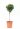 viburnum-tinus-eve-price-lv9-mini-alberetto-2-copia-AVX2206526