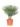 yucca-rostrata-2-copia-2-AVX2206566