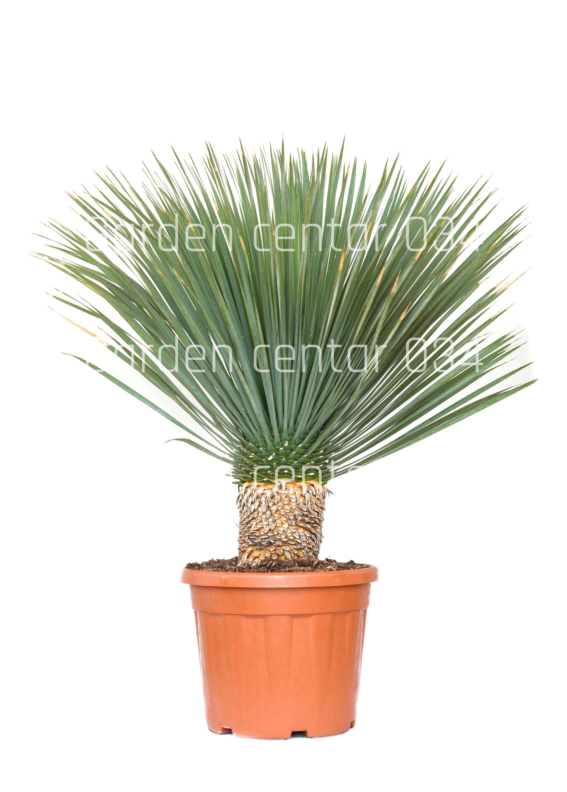 yucca-rostrata-2-copia-2-AVX2206566