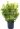 Euonymous-Jap.eleg-2-copia-AVX2206211