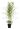 bambusa-aureosulcata-spectabilis-CLT12-150-200-AVX2206037