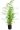 bambusa-phyllostachys-aurea-clt5-copia-AVX2206046
