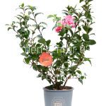 Camelia