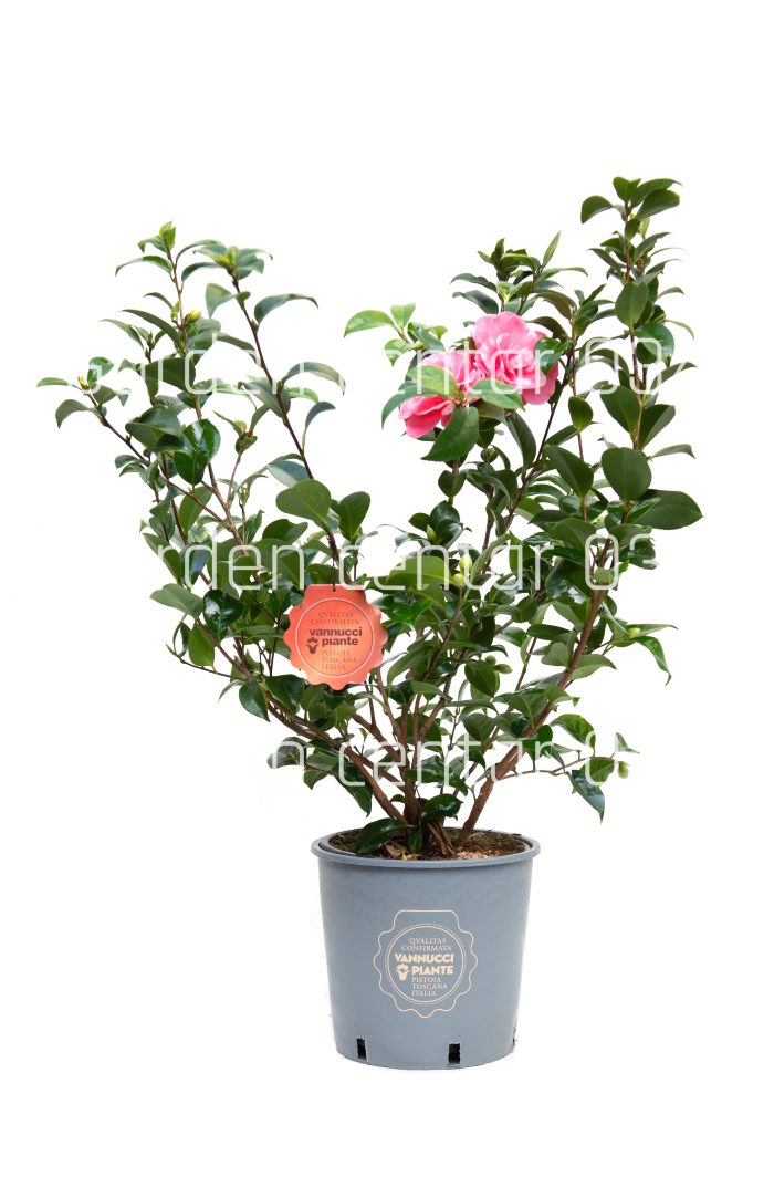Camelia