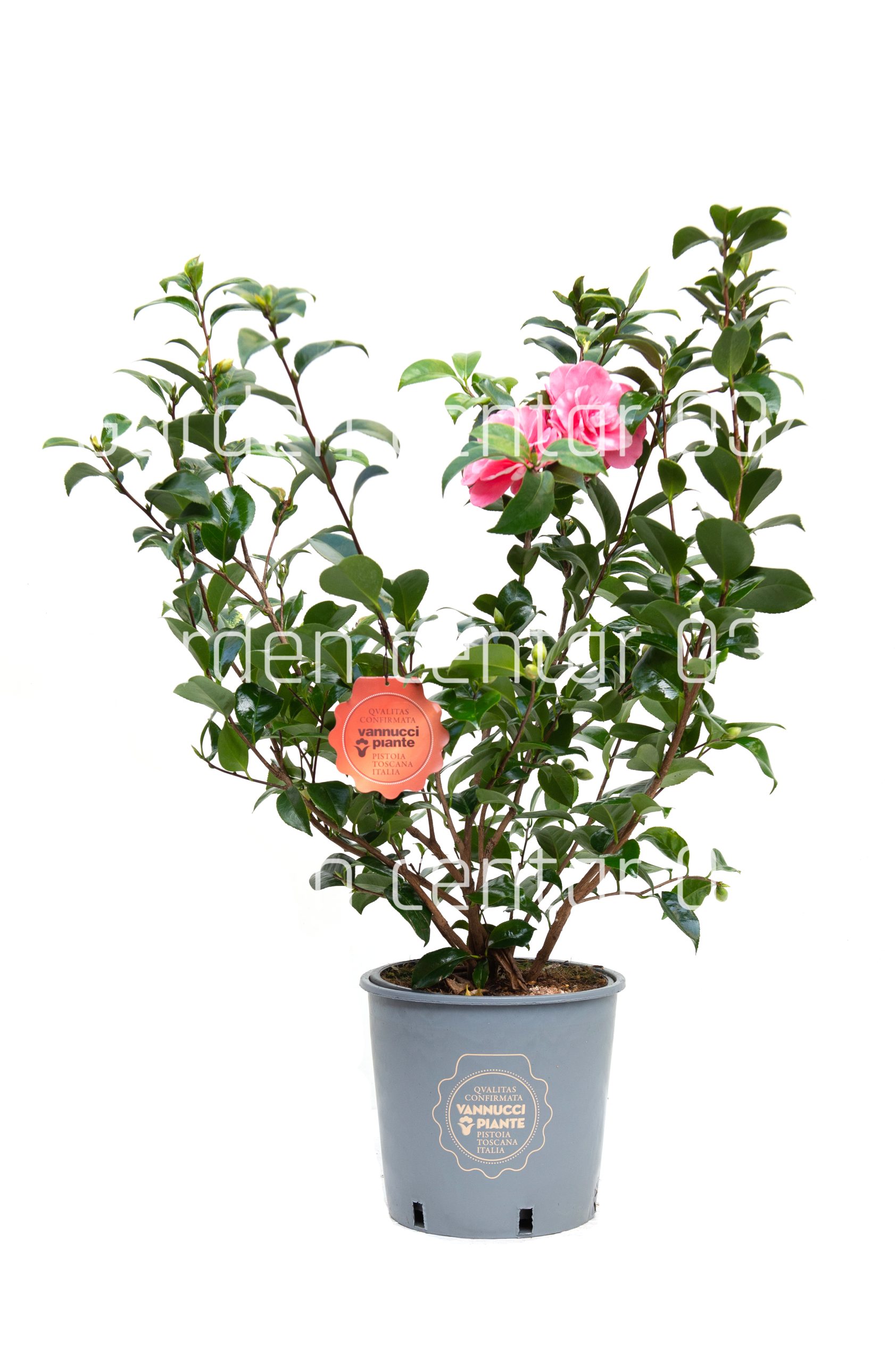 camelia-copia-AVX2206076