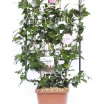 Camelia