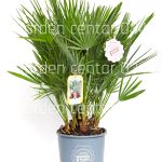 Chamaerops humilis