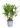 chamaerops-humilis-copia-AVX2206090
