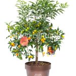 Citrus fortunela kumkvat