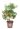 citrus-fortunella-kumquat-copia-AVX2206098