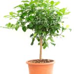 Citrus limonum