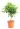 citrus-limonum-(limone-lv12-mini-alberetto-2-copia-AVX2206103
