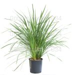 Cordyline