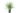 cordyline-australis-clt-10-copia-AVX2206111