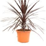 Cordyline