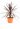 cordyline-australis-dracaena-lv9-copia-AVX2206113