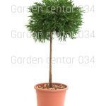 Cryptomeria japonica little champion