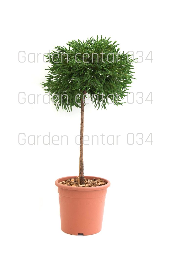 Cryptomeria japonica little champion