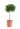 cryptomeria-japonica-little-champion-lv7-mini-alberetto-2-copia-AVX2206122
