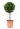 cupressocyparis-ley-castlewelland-gold-lv9-mini-alberetto-copia-AVX2206124(1)