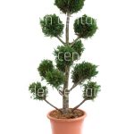 Cupressocuparis leylandi pyramidalis pom pon