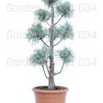 Cupressus arizona pom pon