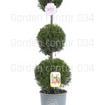 Cupressus leylandi castlewelan gold