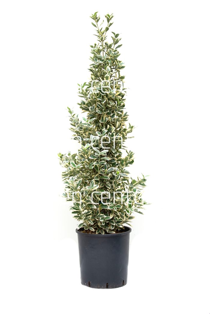 Evonimus japonicus bravo