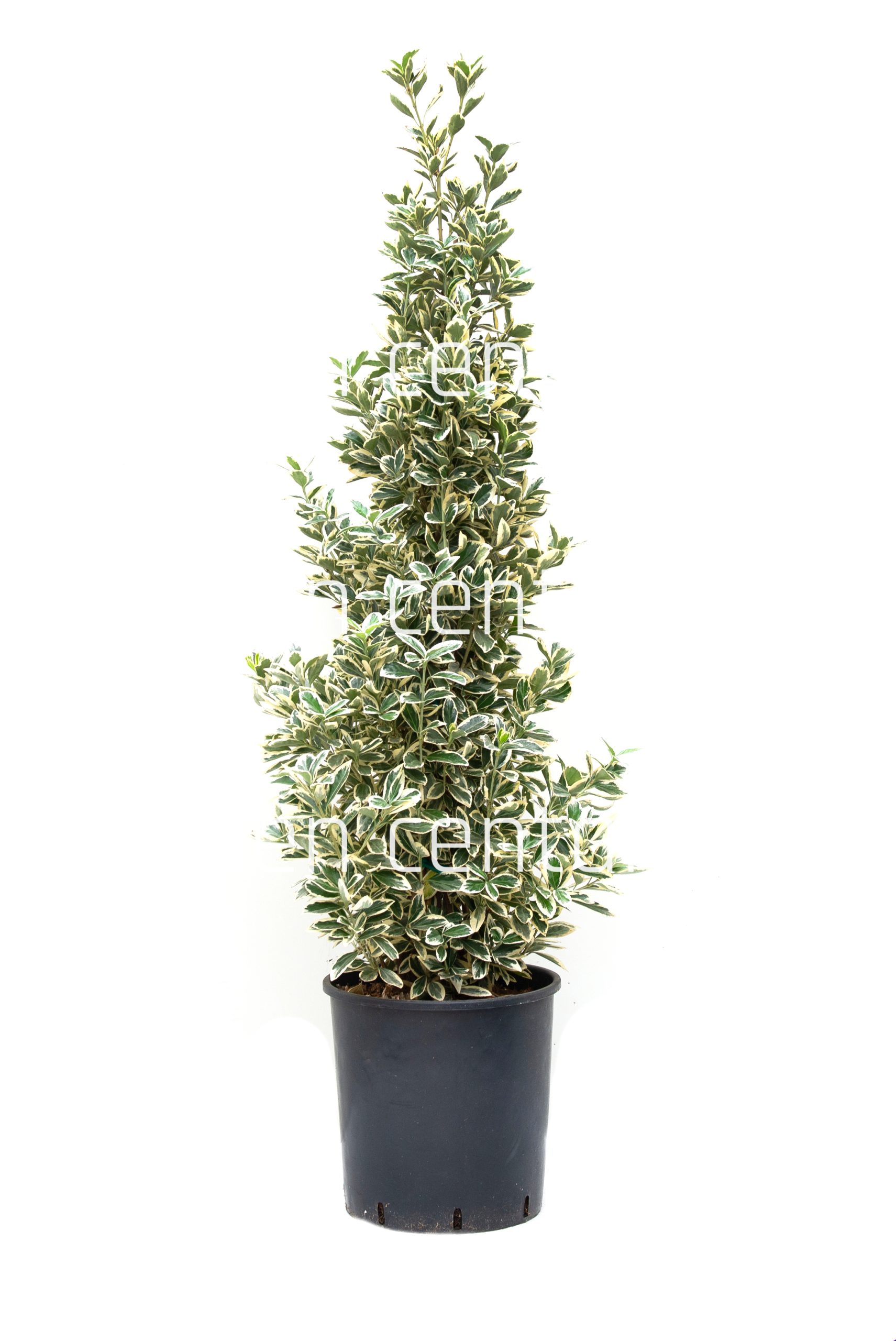euonimus-japonicus-bravo-clt-18-80-100-copia-AVX2206206