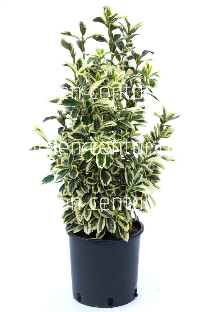 Evonimus japonicus bravo