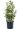 euonymous-japonicus-bravo-copia-AVX2206213
