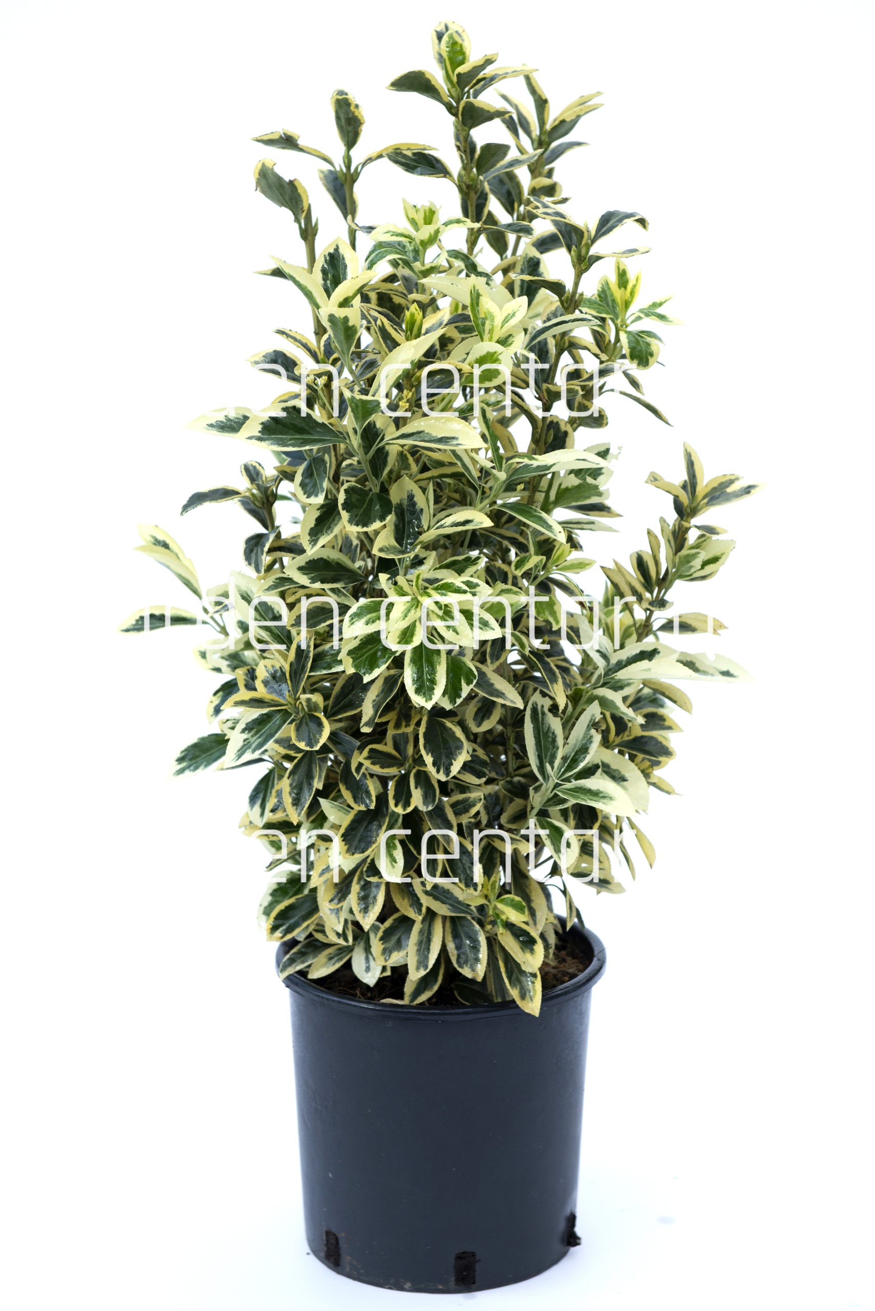 euonymous-japonicus-bravo-copia-AVX2206213