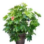 Fatsia